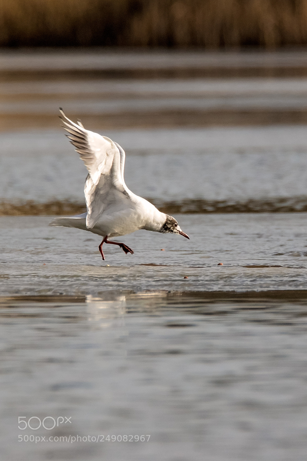 Canon EOS 7D Mark II sample photo. Stealthy approach.jpg photography
