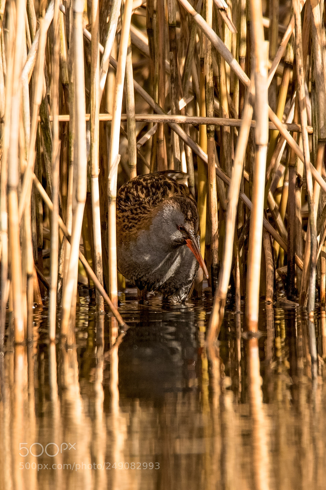 Canon EOS 7D Mark II sample photo. Rail in the reeds.jpg photography