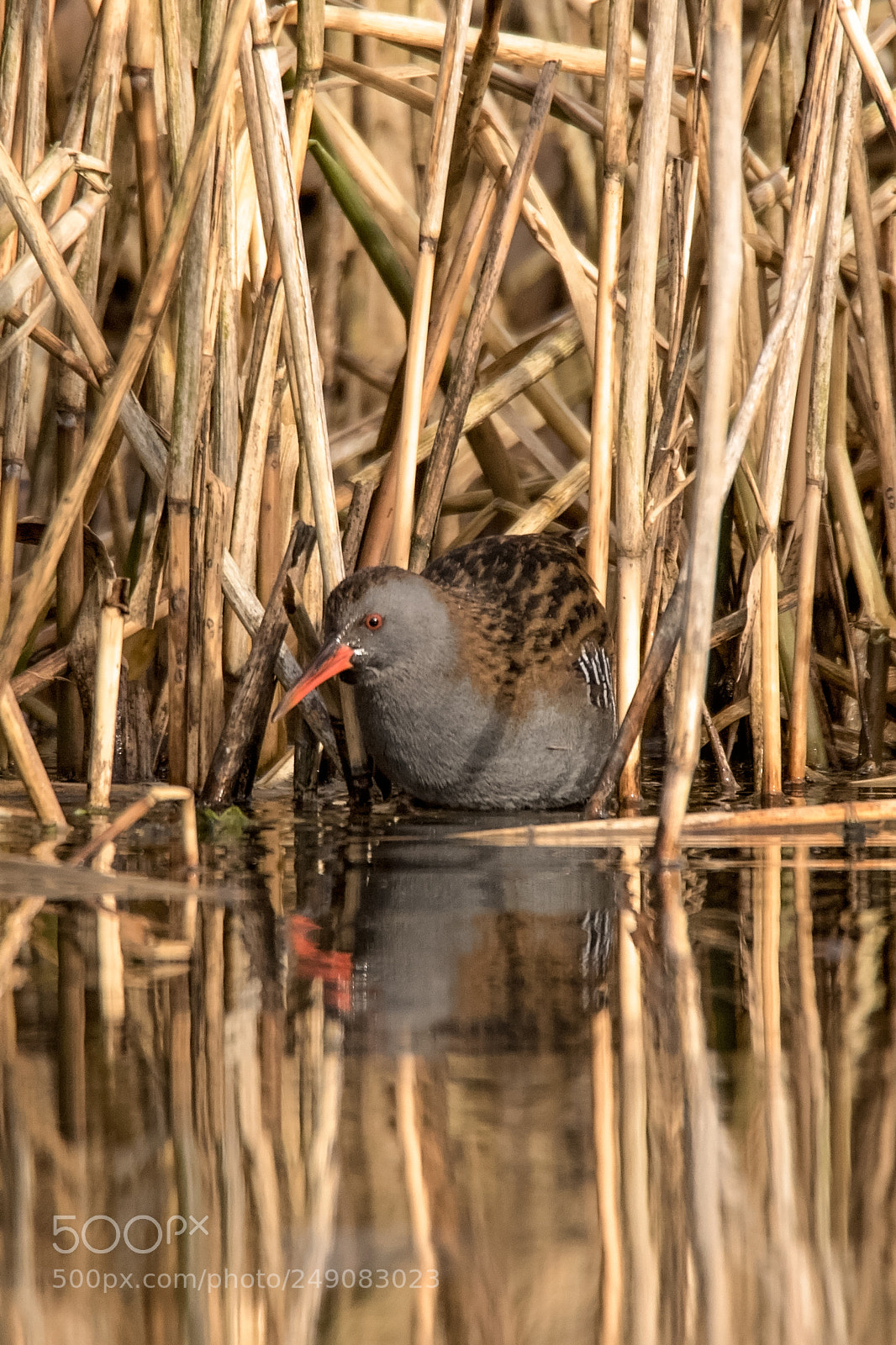 Canon EOS 7D Mark II sample photo. Red eye.jpg photography
