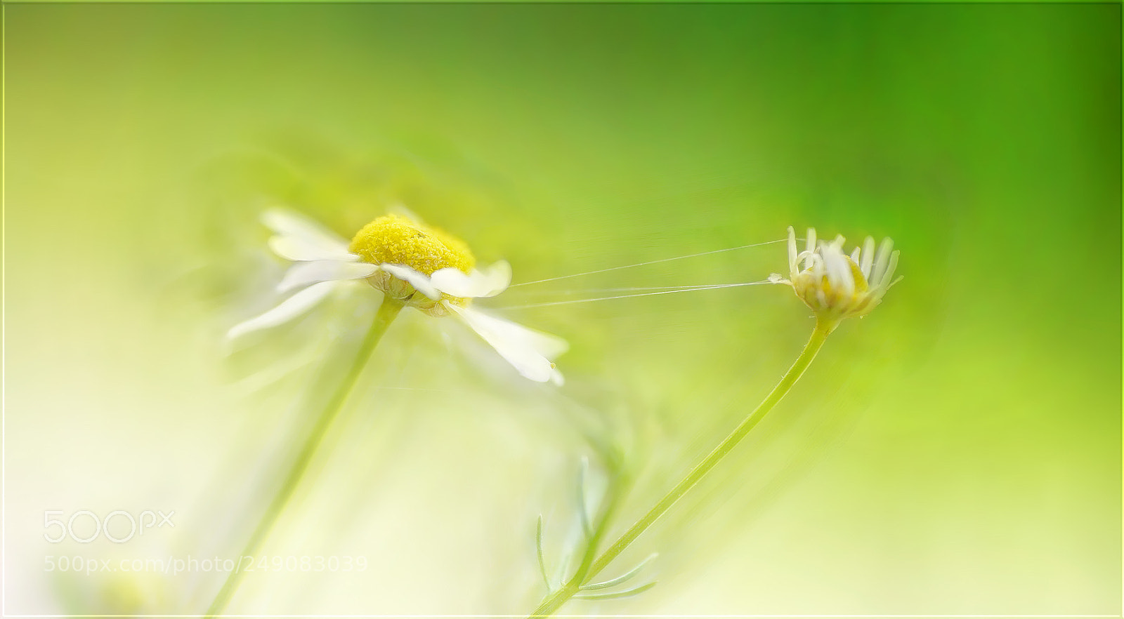 Sony a7R II sample photo. Sinnliches bl hen der photography