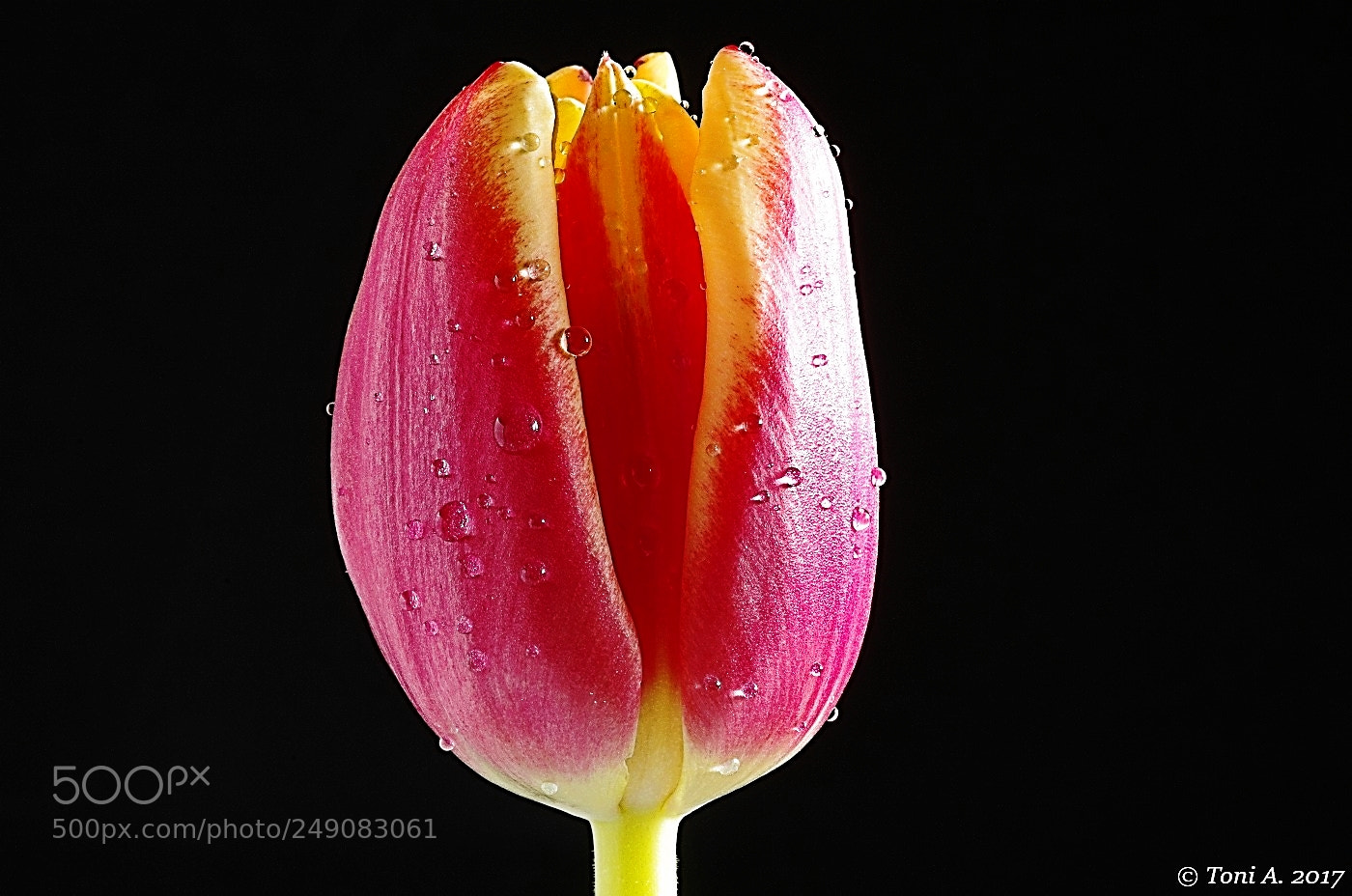 Pentax K-5 II sample photo. Tulip photography
