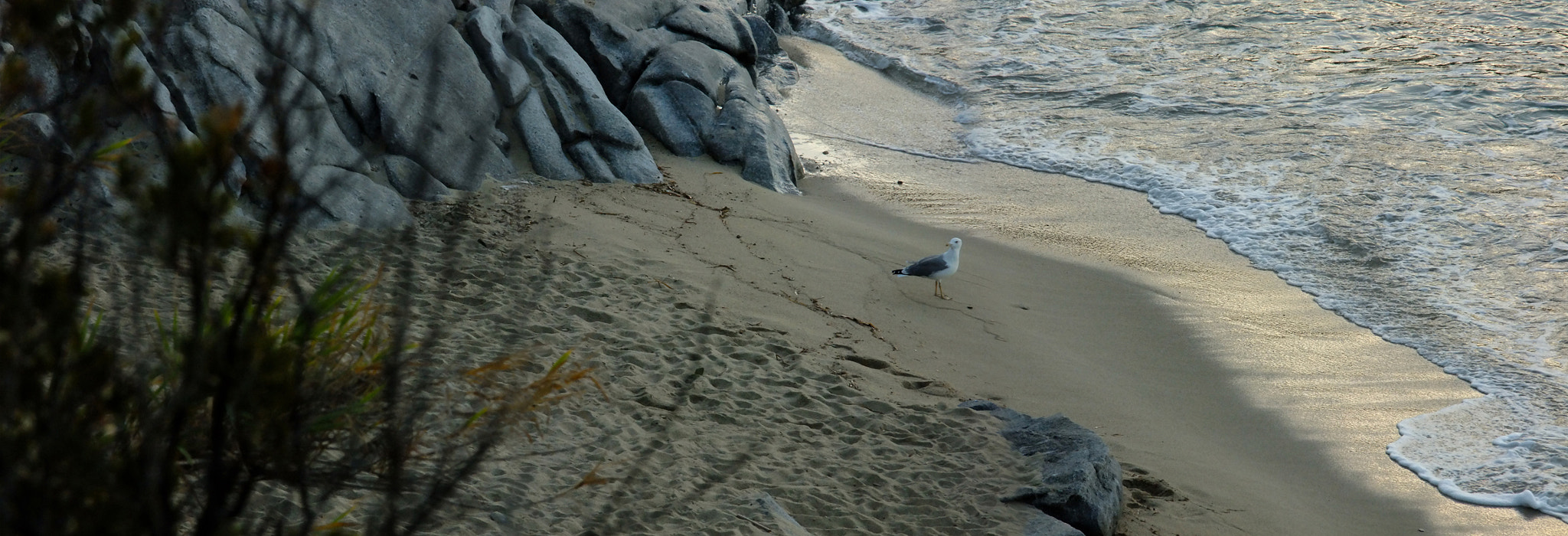 FujiFilm FinePix S200EXR (FinePix S205EXR) sample photo. Gabbiano in riva al mare photography