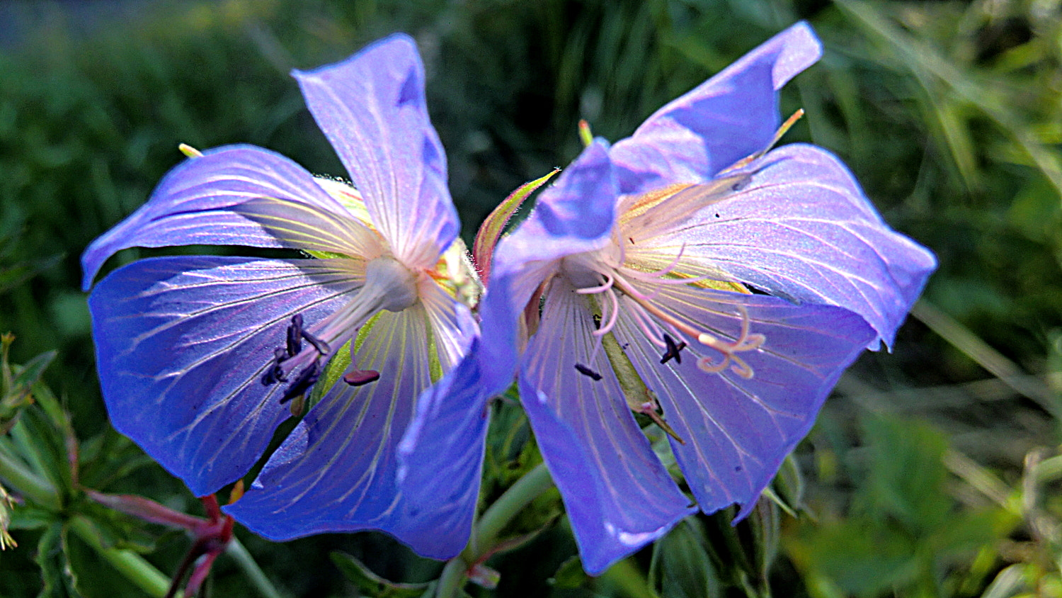 CASIO EX-H15 sample photo. Cimg photography