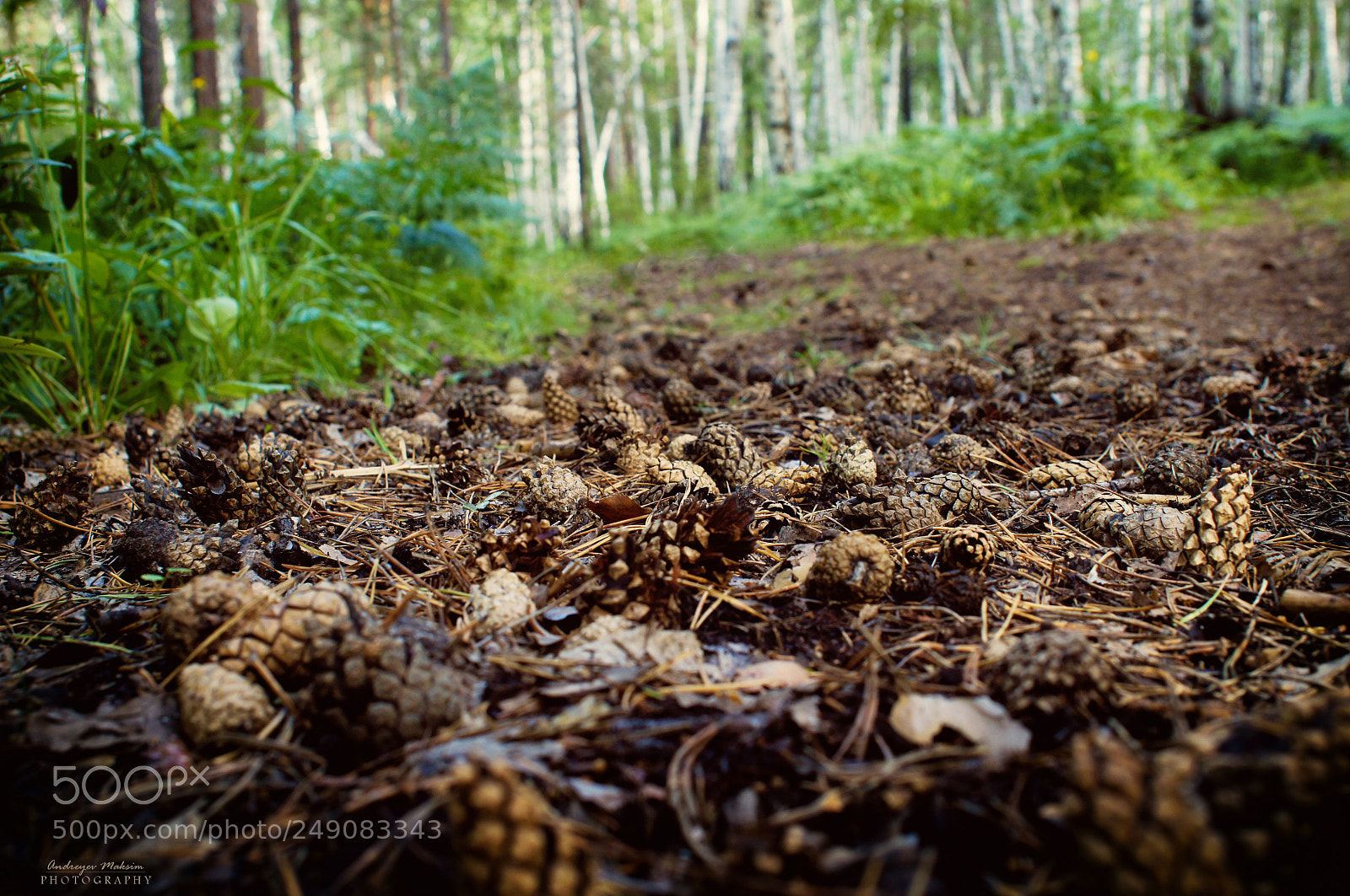 Sony Alpha DSLR-A580 sample photo. The cones photography