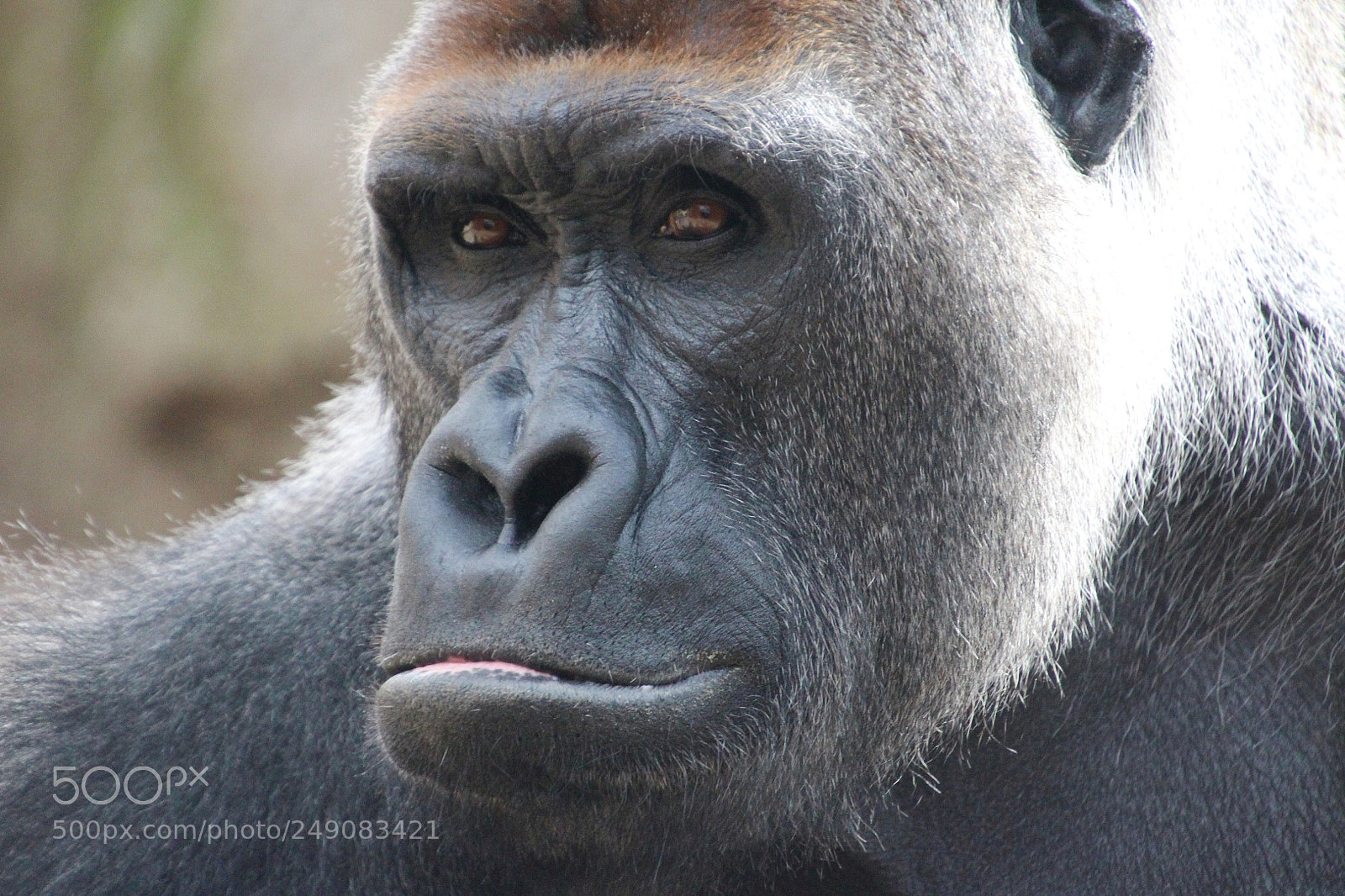 Canon EOS 650D (EOS Rebel T4i / EOS Kiss X6i) sample photo. Black mountain gorilla photography