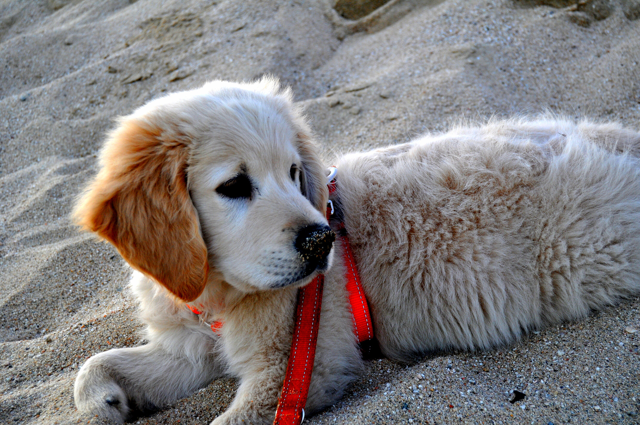 Nikon D5000 sample photo. Golden en la playa photography