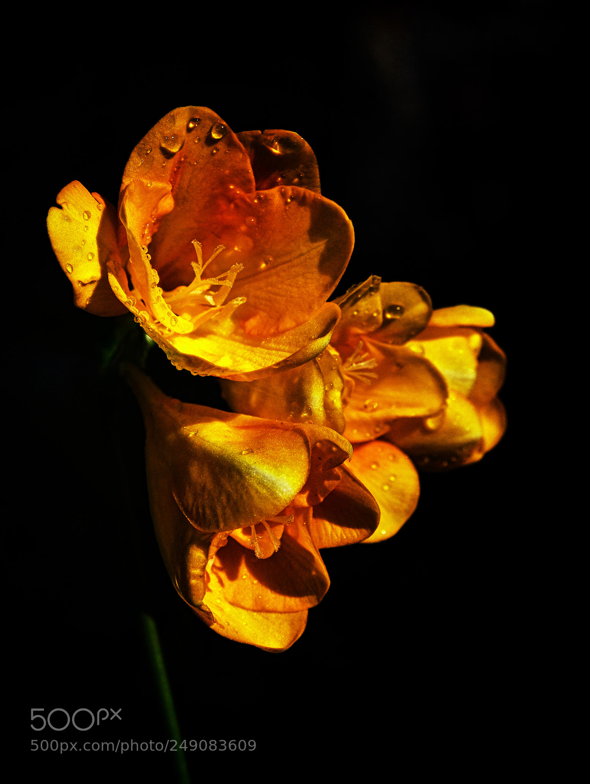 Nikon D7200 sample photo. Asl photography