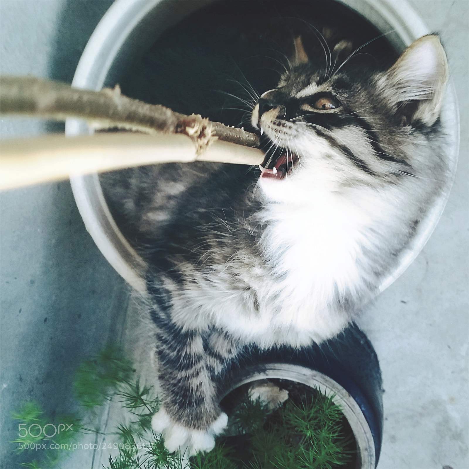 Samsung Galaxy S5 sample photo. Look at me---biting! photography