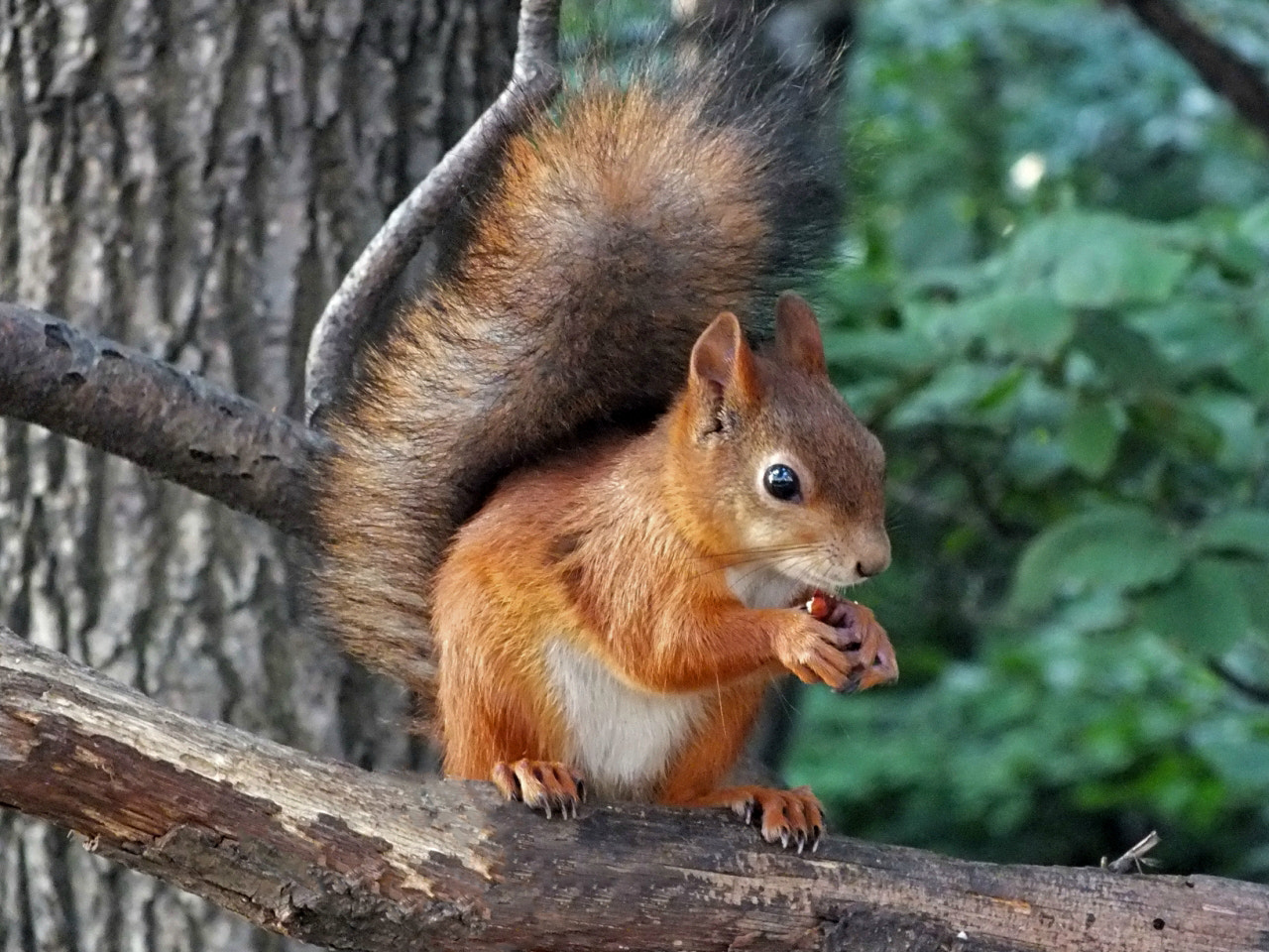 FujiFilm FinePix HS20 EXR (FinePix HS22 EXR) sample photo. Squirrel photography