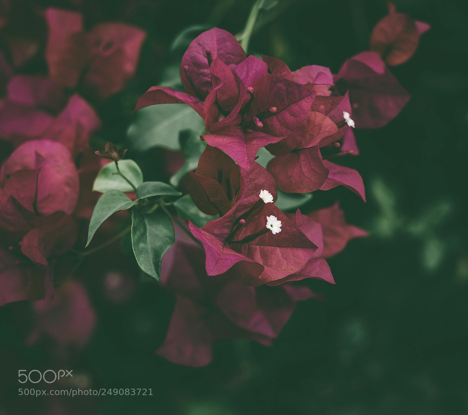 Fujifilm X-T1 sample photo. California flowers on the photography