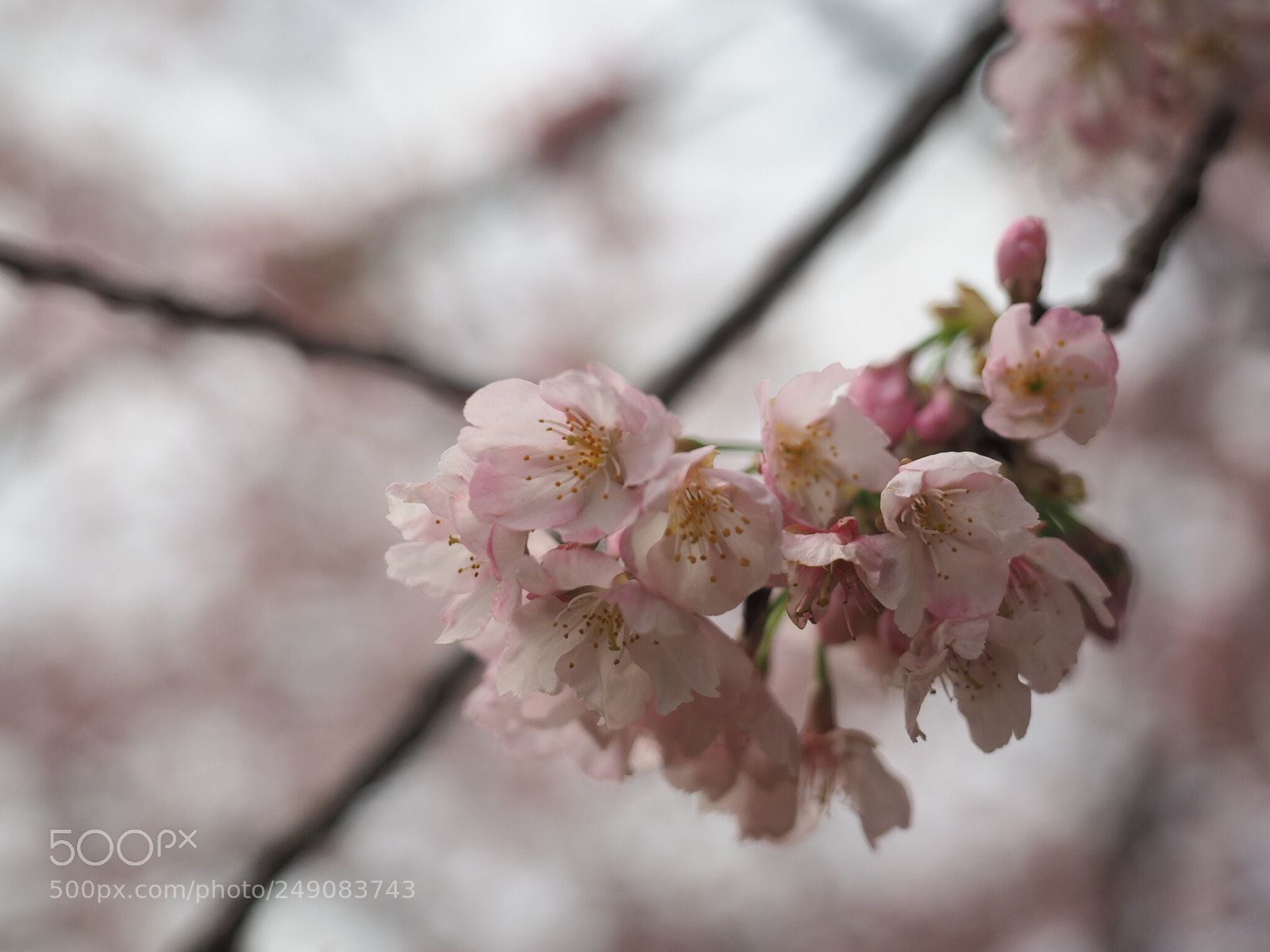 Olympus OM-D E-M1 sample photo. Early spring photography