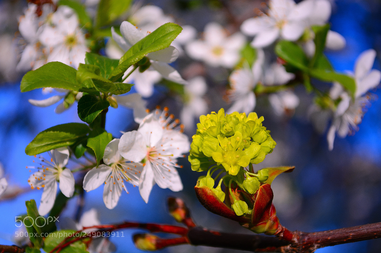 Nikon D5200 sample photo. Blossom photography