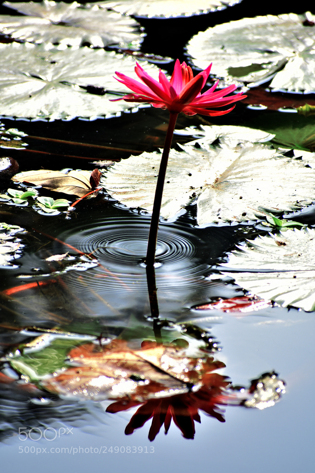 Nikon D3400 sample photo. Reflection photography