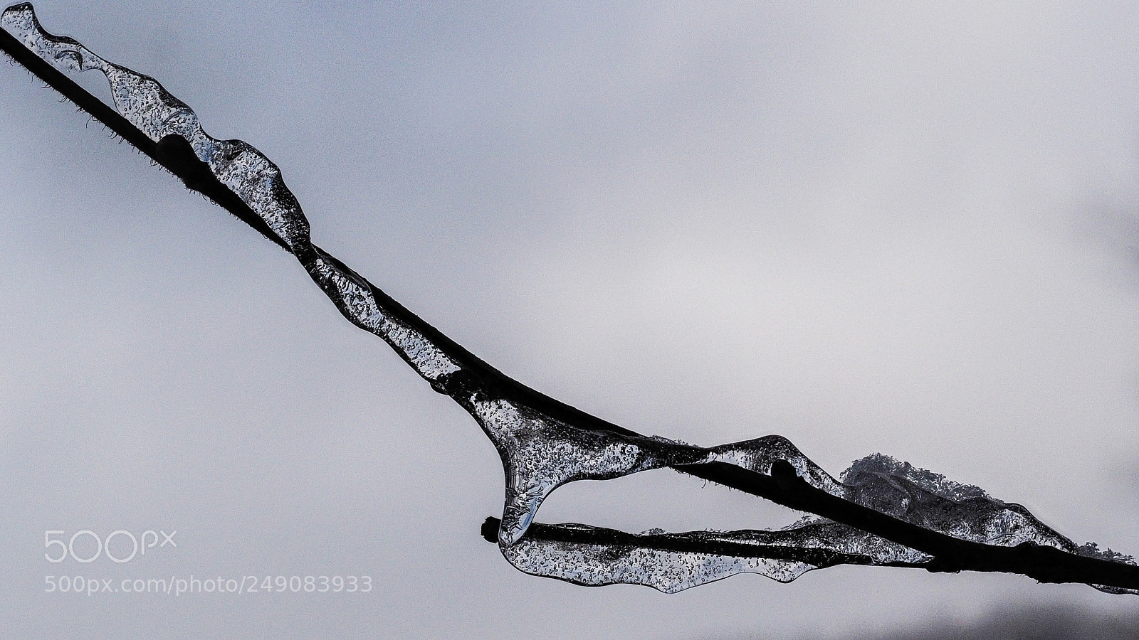 Olympus OM-D E-M1 sample photo. Twig ice 3 photography