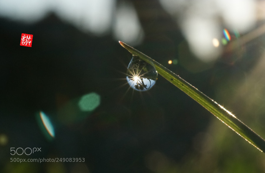Sony a6500 sample photo. Morning dew 0312 photography