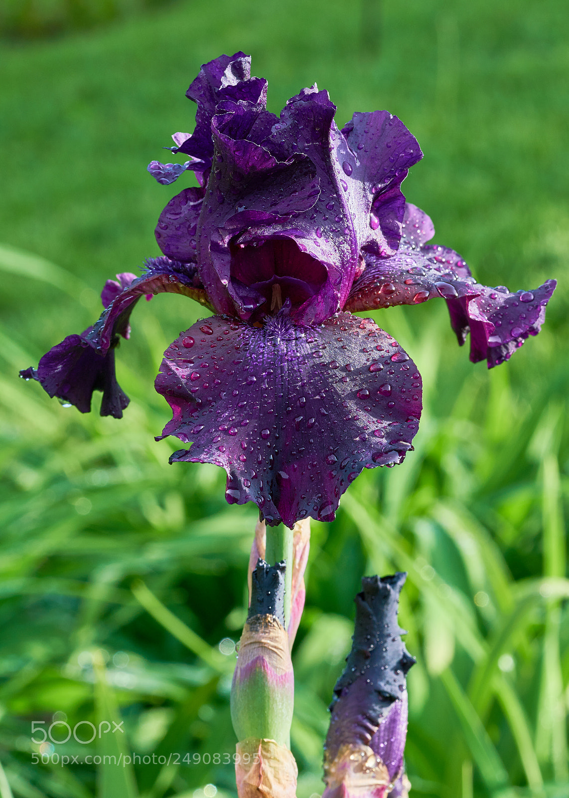 Sony a7R II sample photo. Iris photography