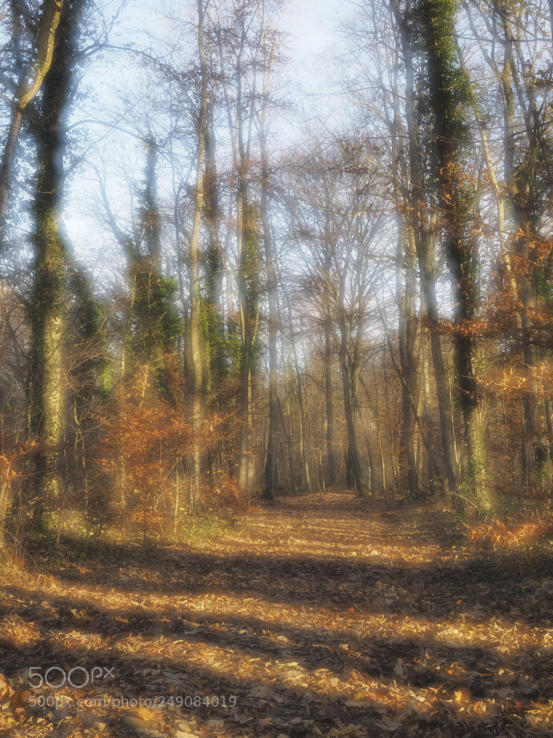Olympus OM-D E-M1 sample photo. Wald photography