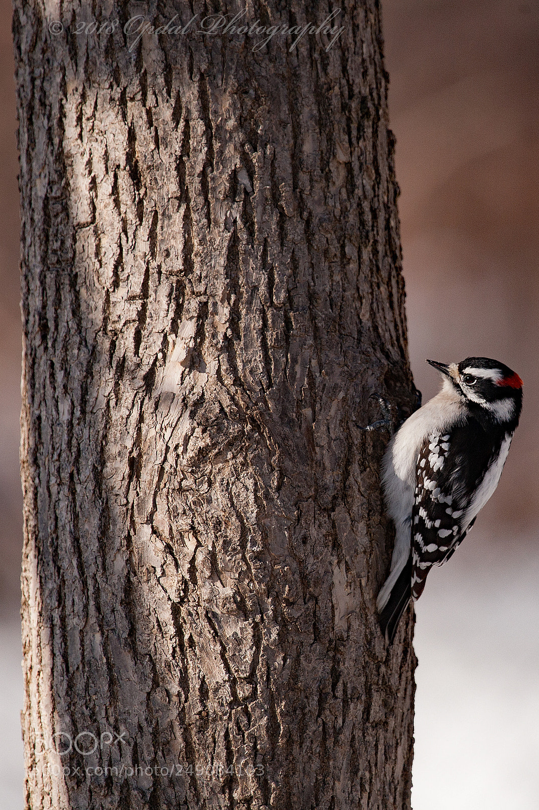 Canon EOS 5D sample photo. Downy woodpecker photography