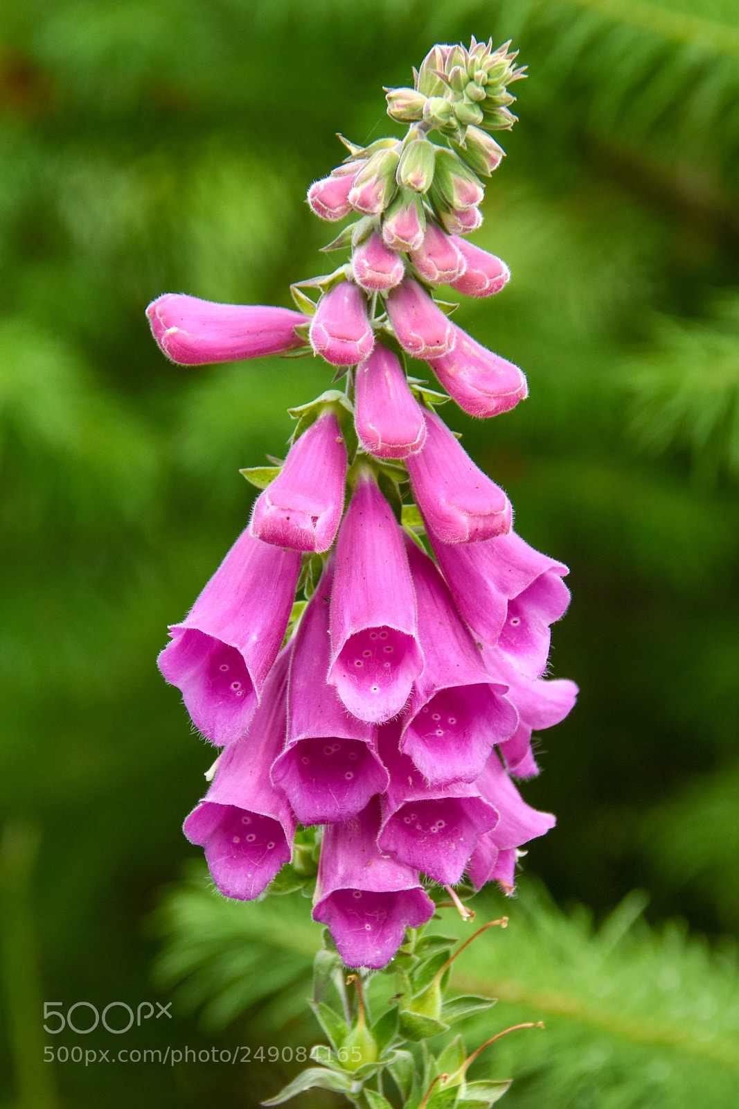 Nikon D7200 sample photo. Foxglove on plateau de photography