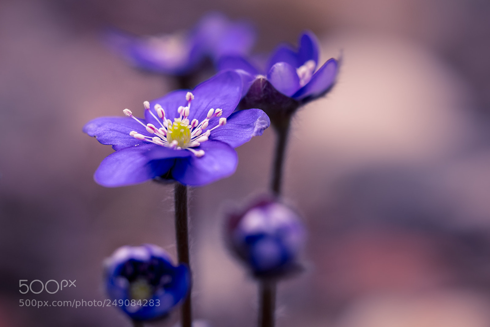 Panasonic Lumix DMC-GX85 (Lumix DMC-GX80 / Lumix DMC-GX7 Mark II) sample photo. Spring arrives photography