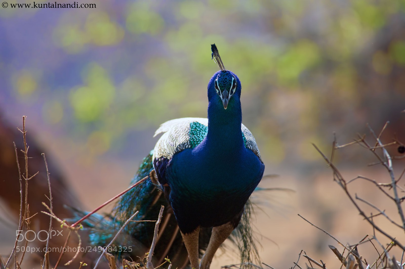Nikon D7200 sample photo. Blue photography