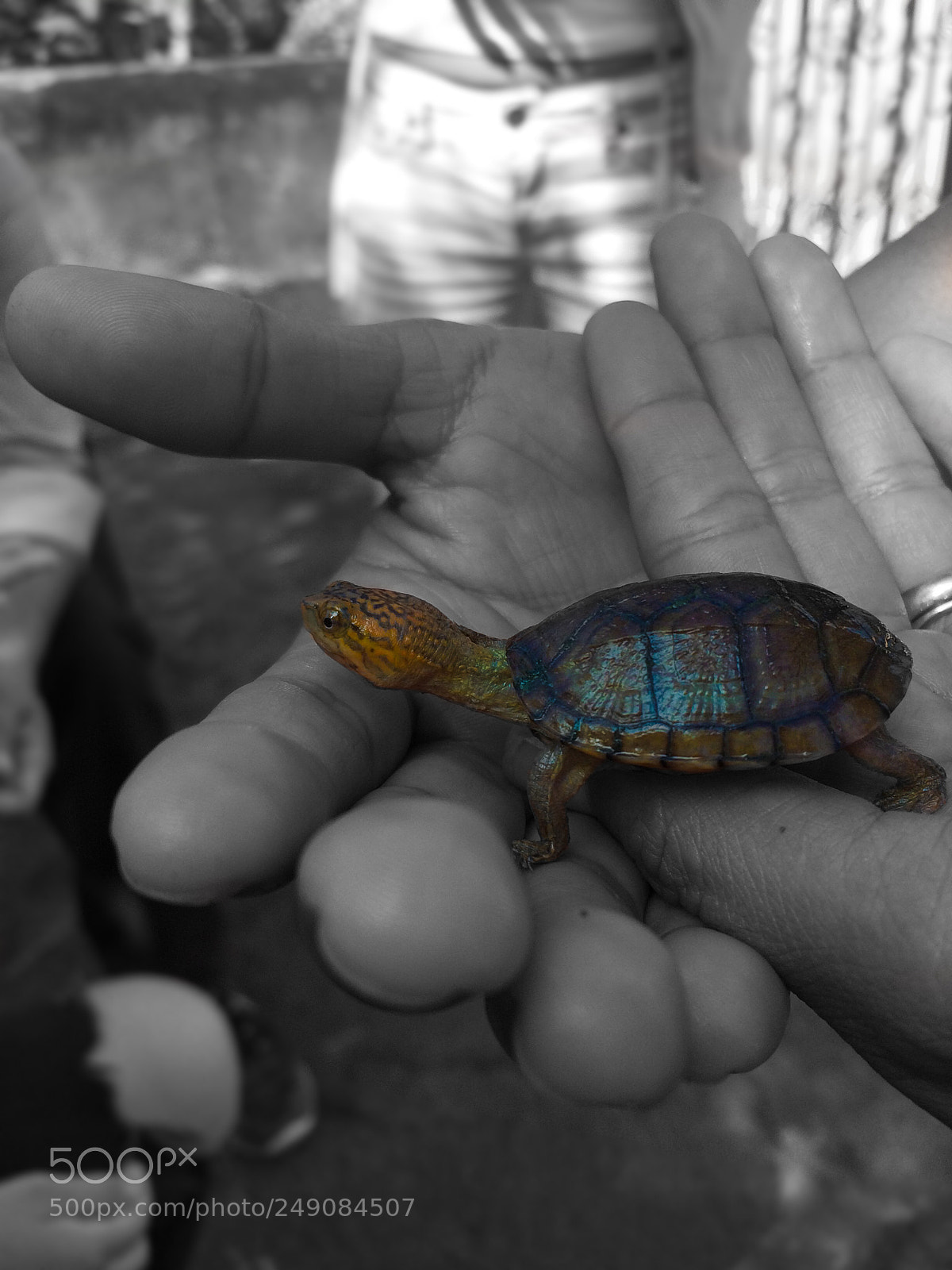 Apple iPhone 5s sample photo. A little friend... photography
