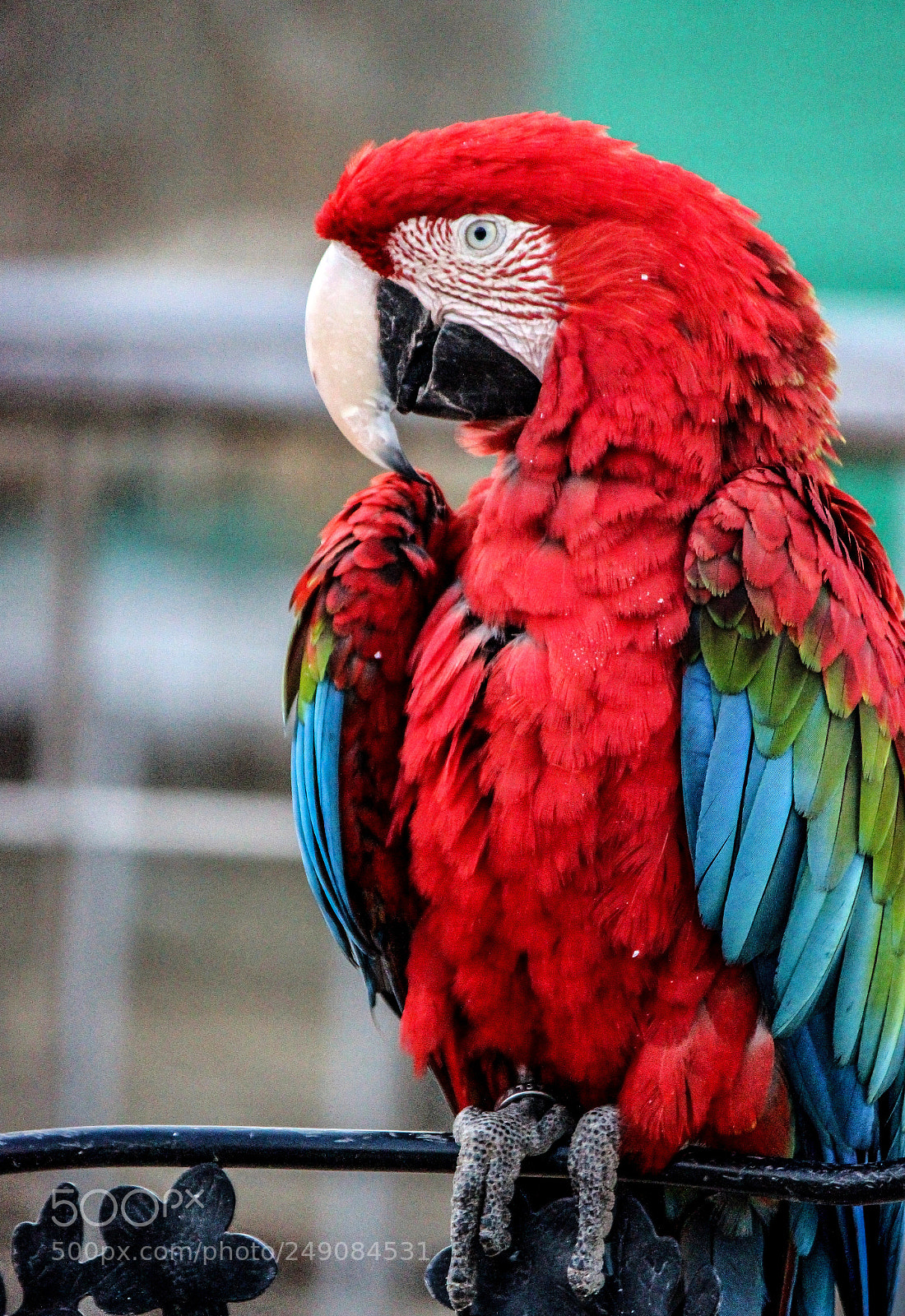 Canon EOS 600D (Rebel EOS T3i / EOS Kiss X5) sample photo. Parrot photography