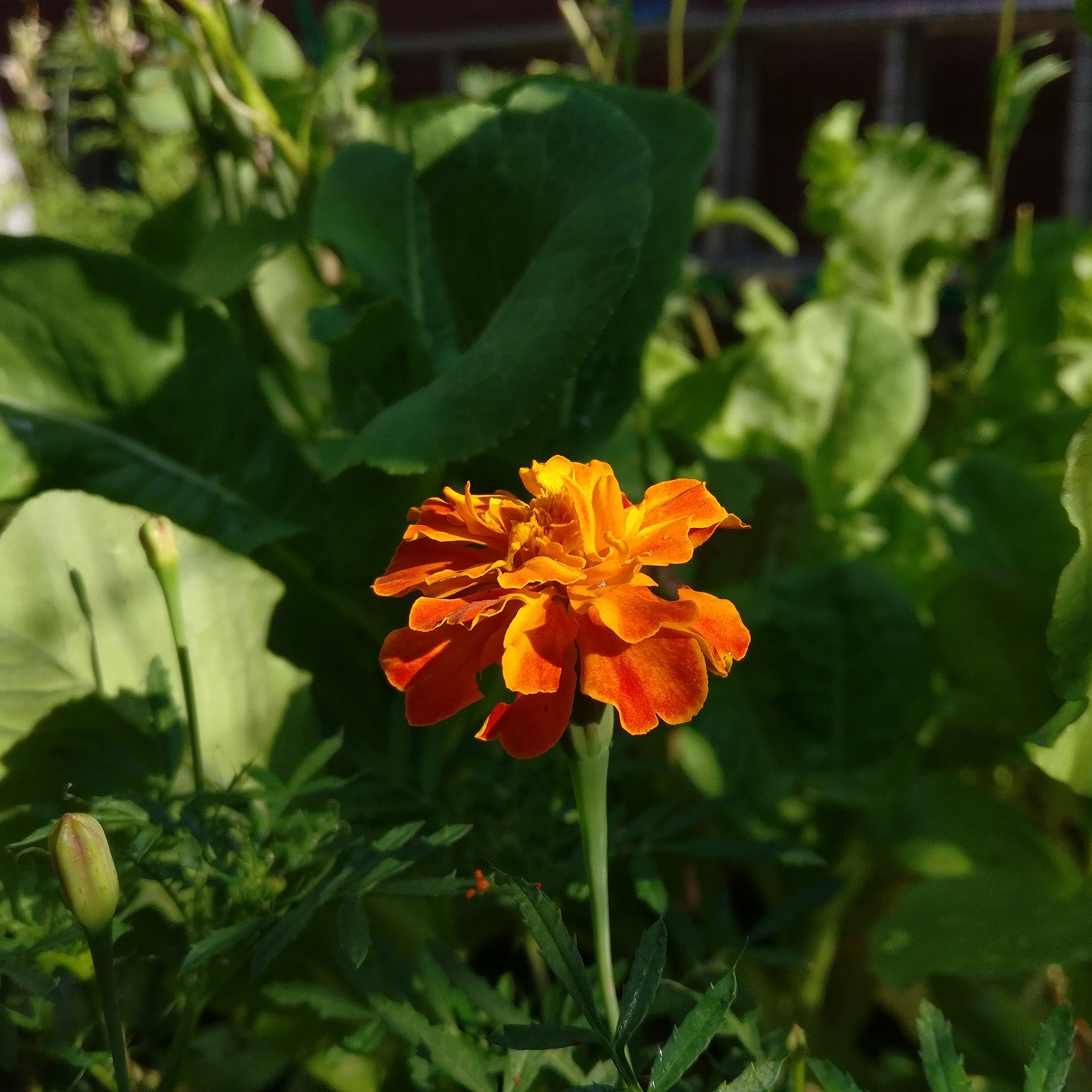 OnePlus A3000 sample photo. Garden marigold photography
