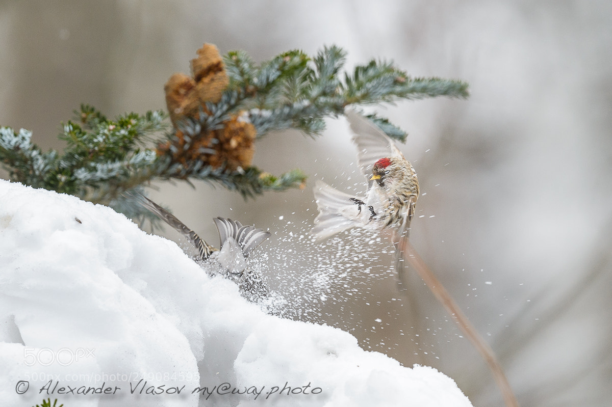 Nikon D4S sample photo. Common redpoll photography