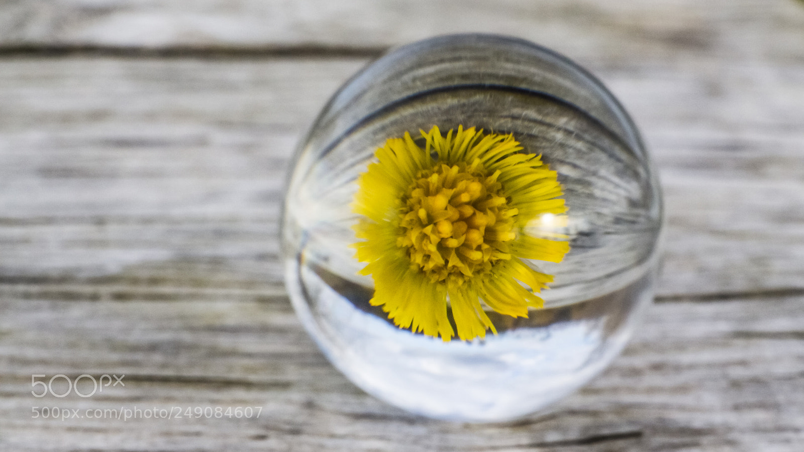 Canon EOS 700D (EOS Rebel T5i / EOS Kiss X7i) sample photo. Yellow flower photography