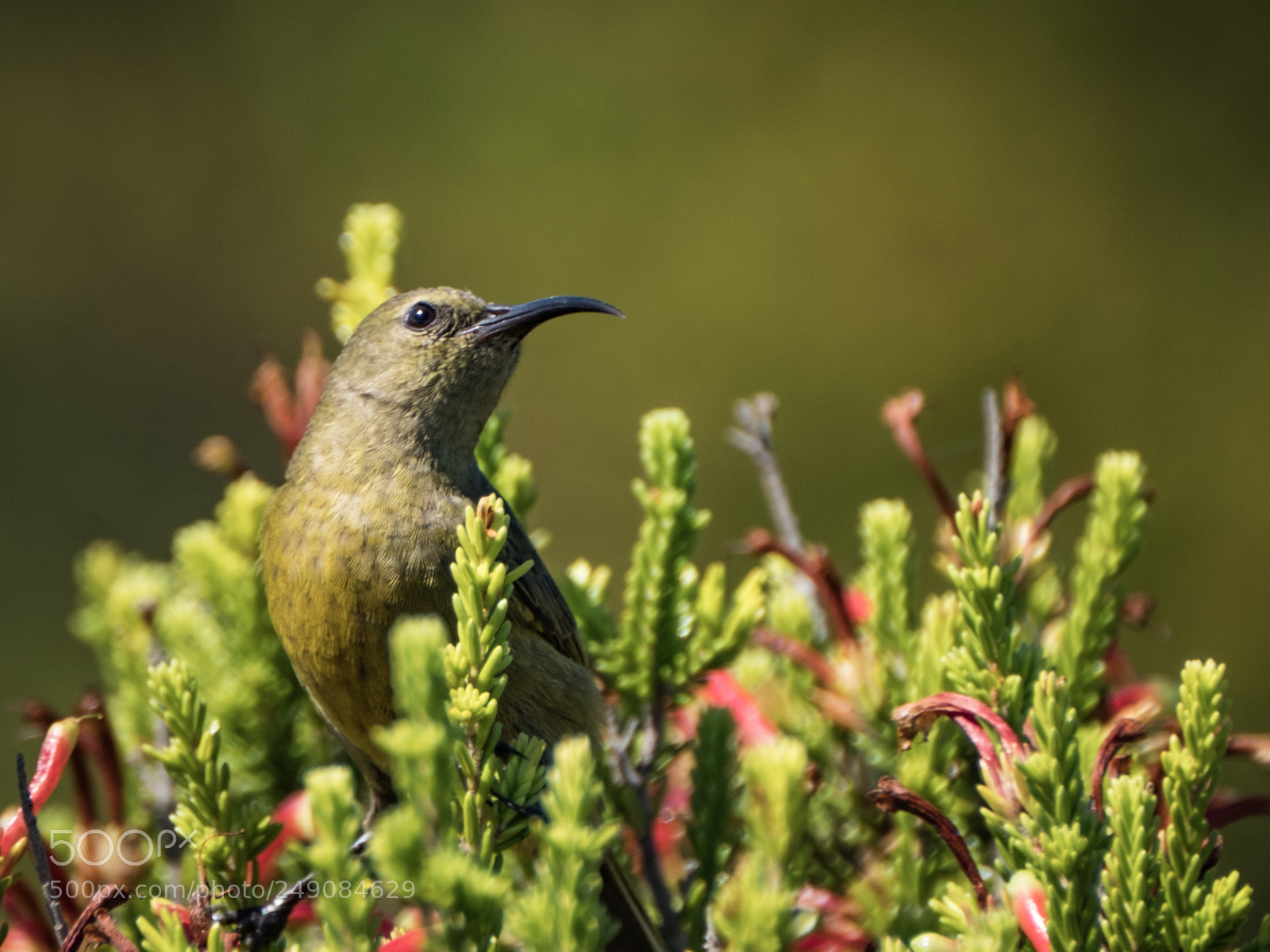Fujifilm X-T2 sample photo. Birds of cape town photography