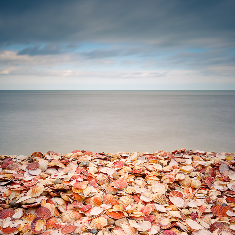 Nikon D800E sample photo. Coquilles st jacques photography