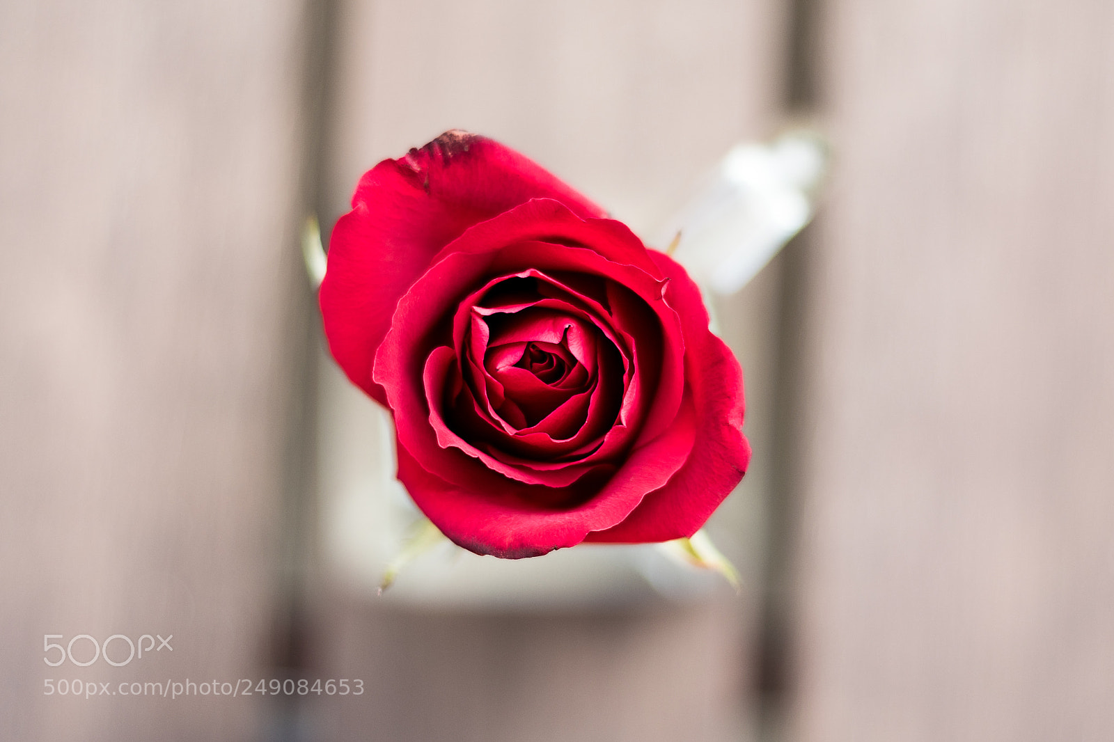 Nikon D5500 sample photo. Rosa photography