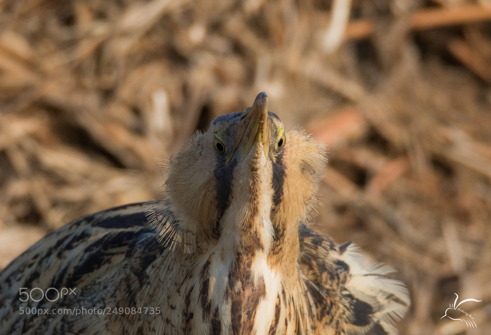 Canon EOS 7D Mark II sample photo. Great bittern,roerdomp photography