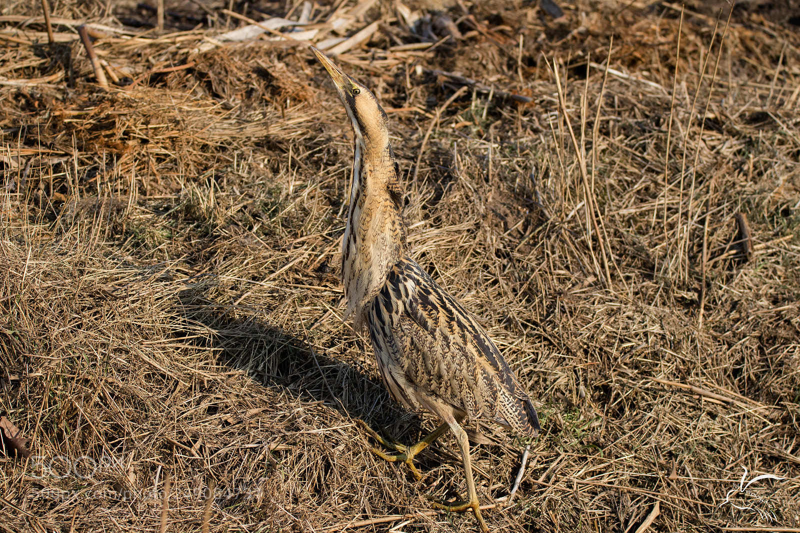 Canon EOS 7D Mark II sample photo. Great bittern,roerdomp photography