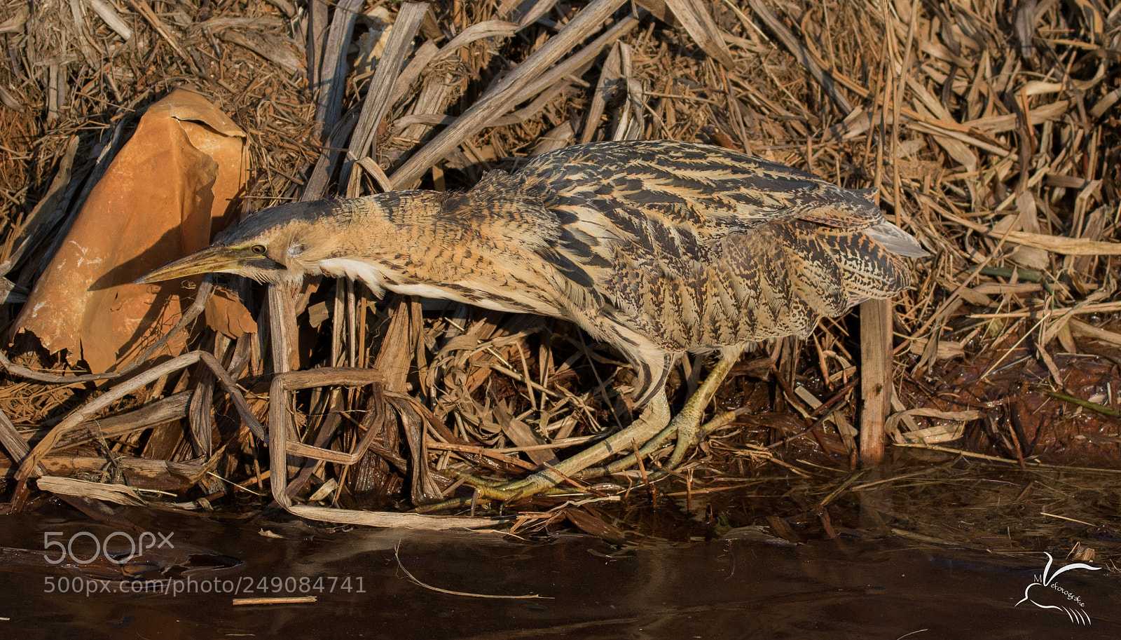 Canon EOS 7D Mark II sample photo. Great bittern,roerdomp photography
