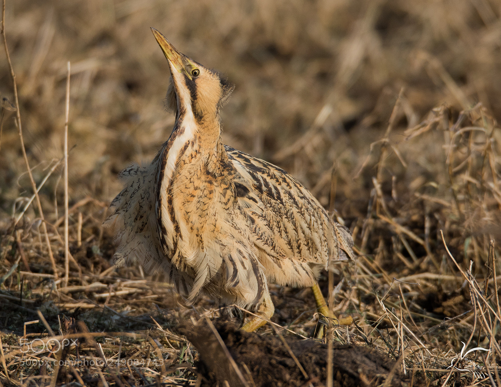 Canon EOS 7D Mark II sample photo. Great bittern,roerdomp photography