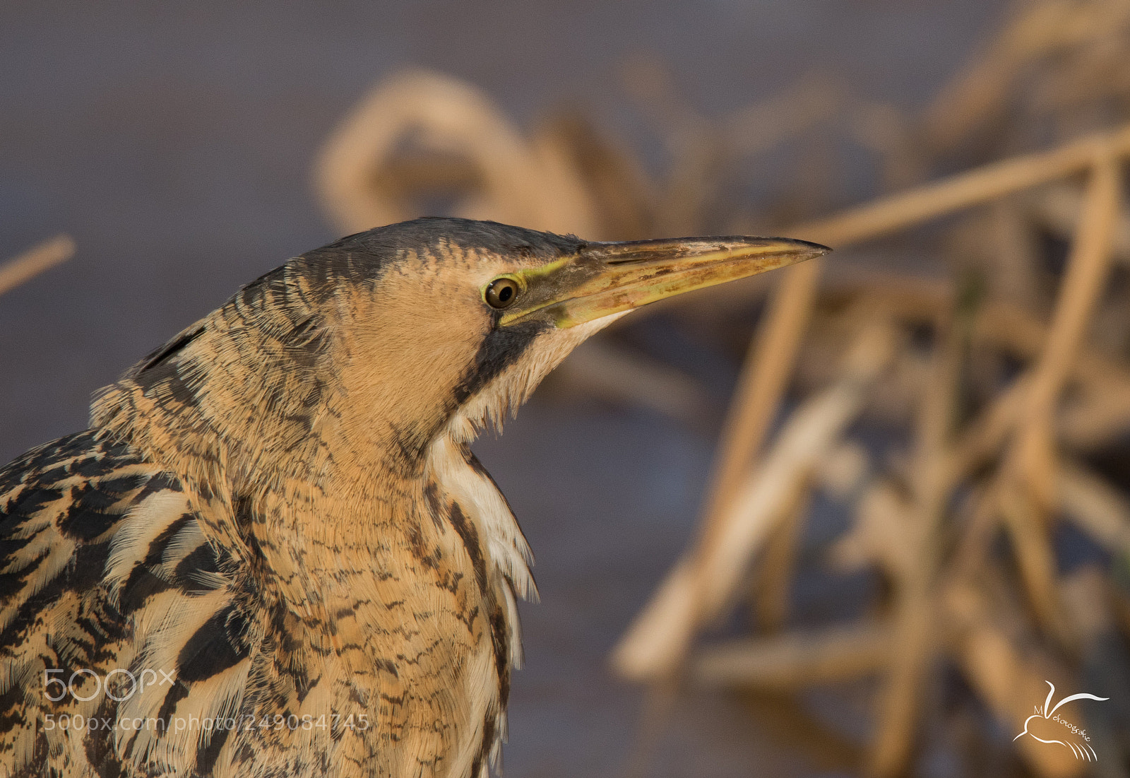 Canon EOS 7D Mark II sample photo. Great bittern,roerdomp photography