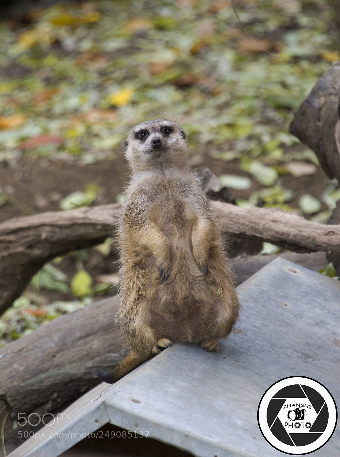 Nikon D3100 sample photo. Zoo photography