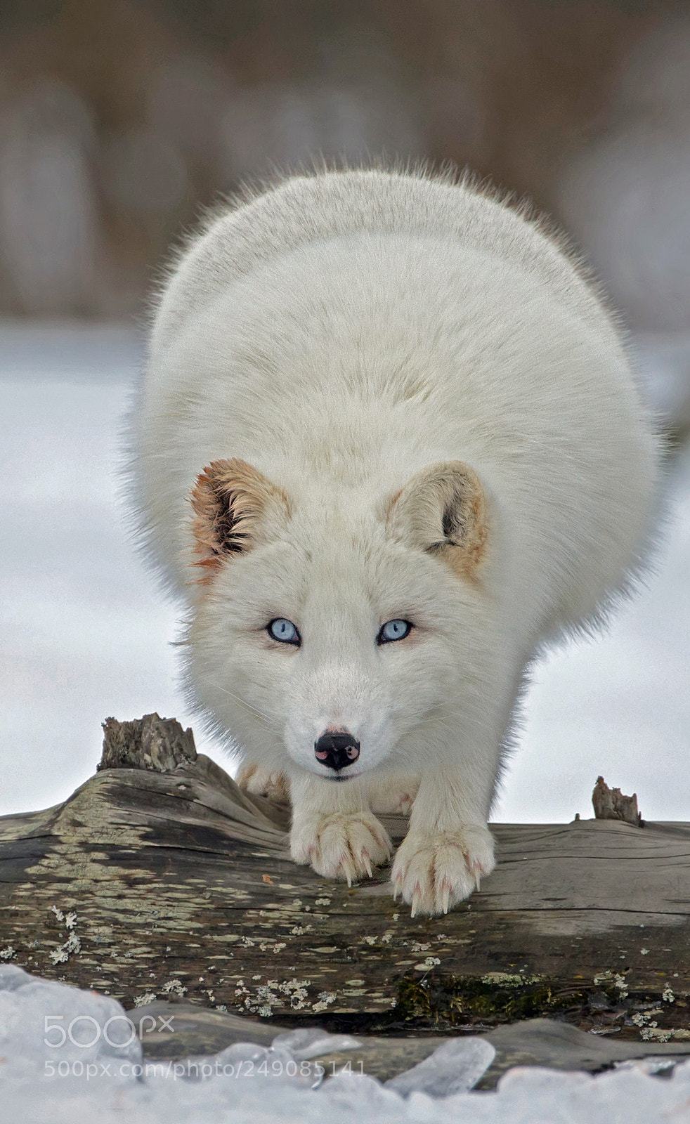 Canon EOS-1D X sample photo. Arctic fox 6042 photography
