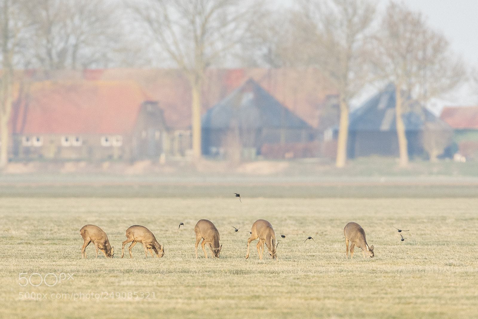 Nikon D500 sample photo. Roe deer family at photography