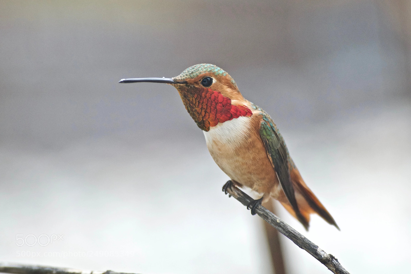 Nikon D3300 sample photo. Rufous photography