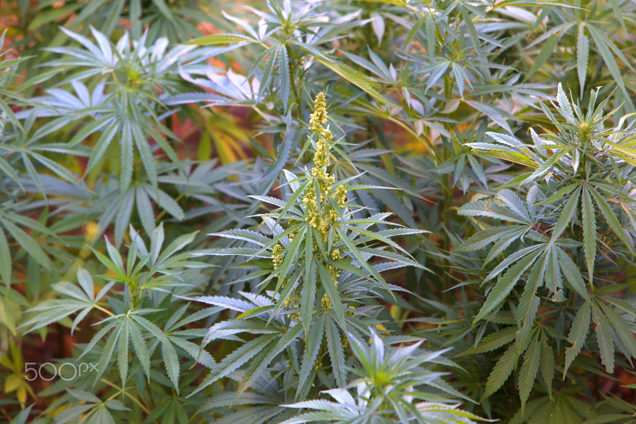 Field of green marijuana, cannabis field, hashish, cannabis background, leaf of marijuana plant.