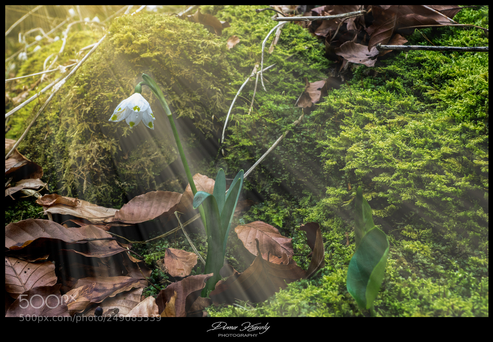 Sony ILCA-77M2 sample photo. Ray of light photography