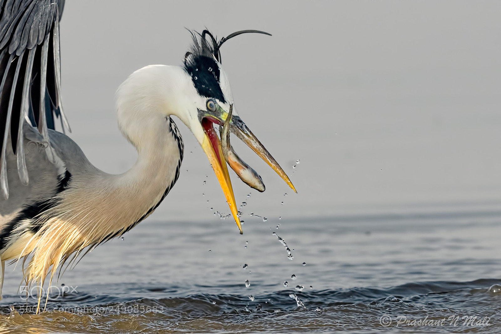 Canon EOS 5D Mark IV sample photo. Grayheron photography
