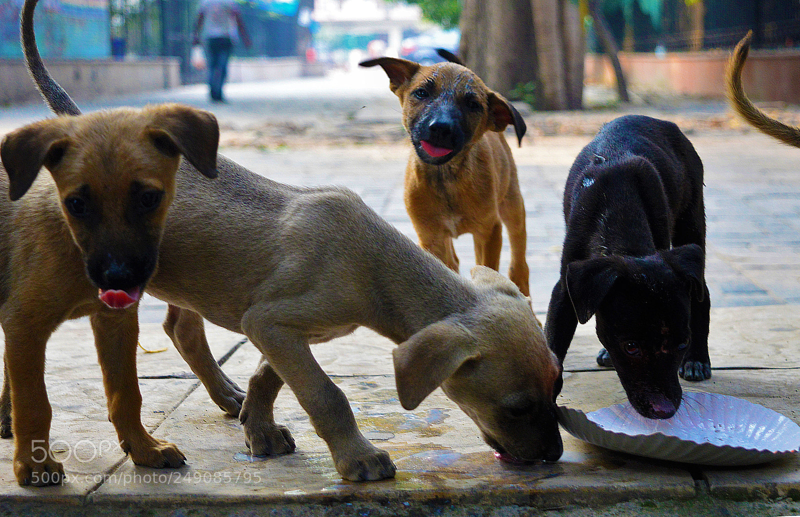 Nikon D3200 sample photo. Street pup photography