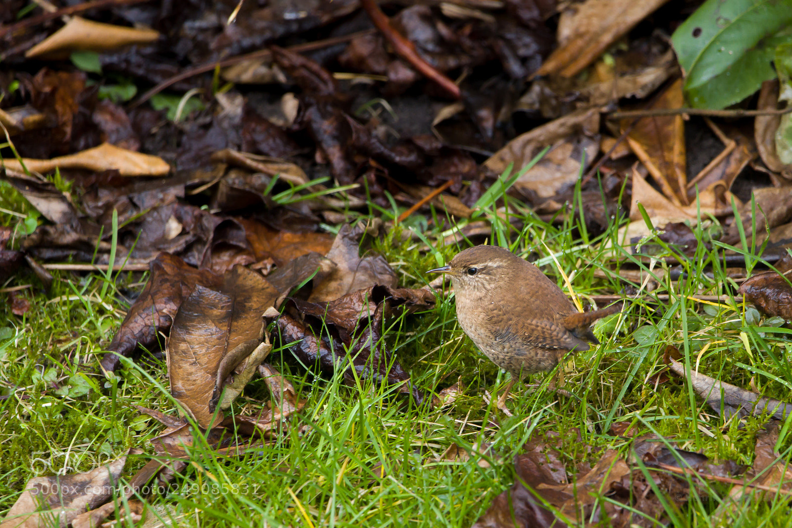 Canon EOS 7D sample photo. Wren photography