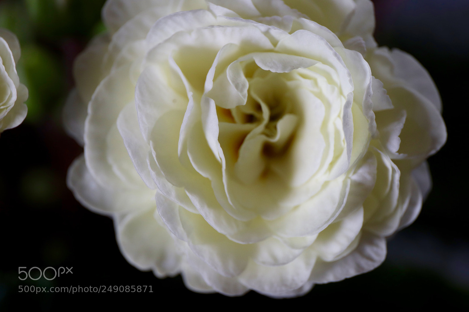Canon EOS 77D (EOS 9000D / EOS 770D) sample photo. White primula belerina photography