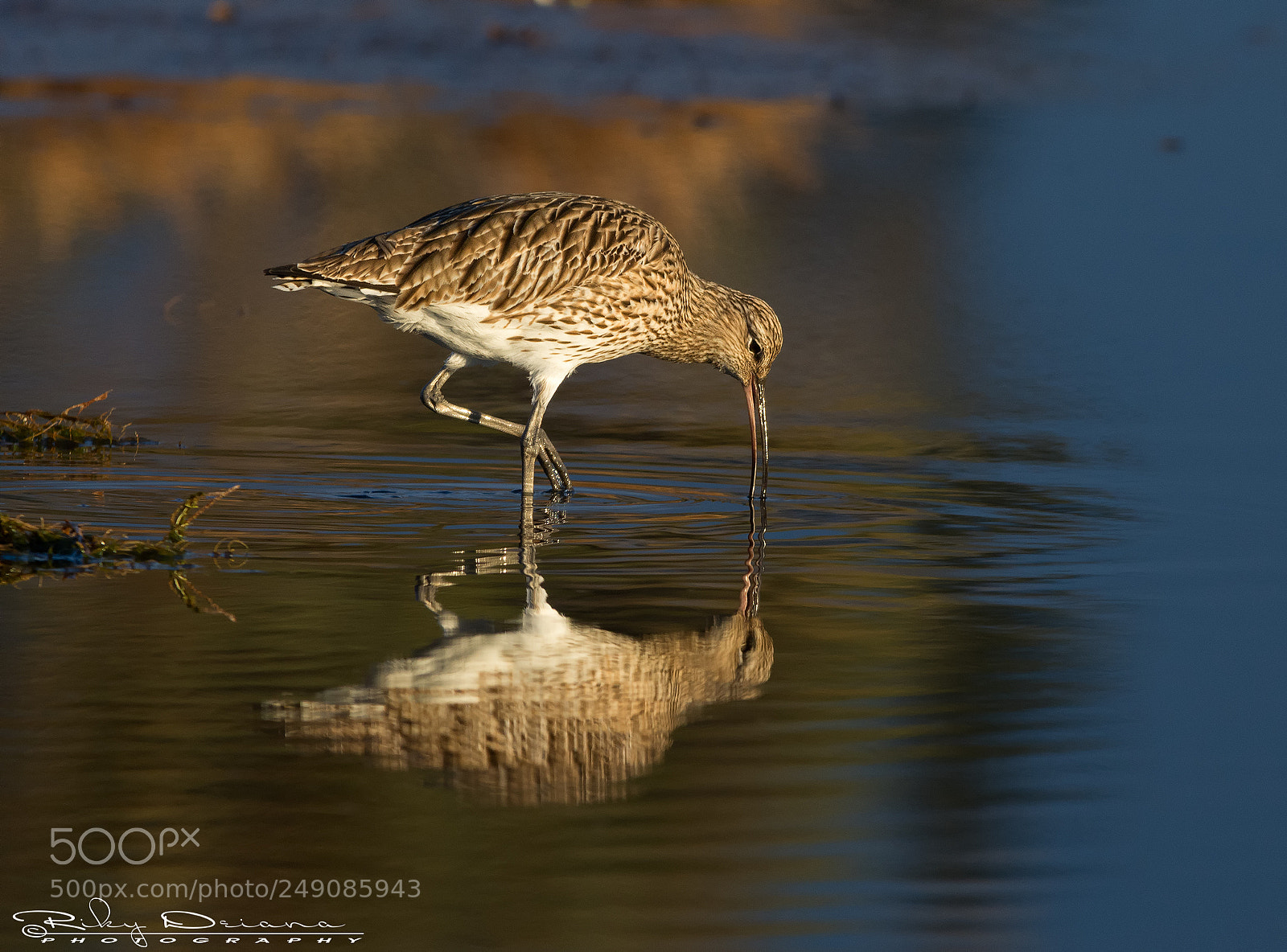 Nikon D7200 sample photo. Curlew @mirror photography