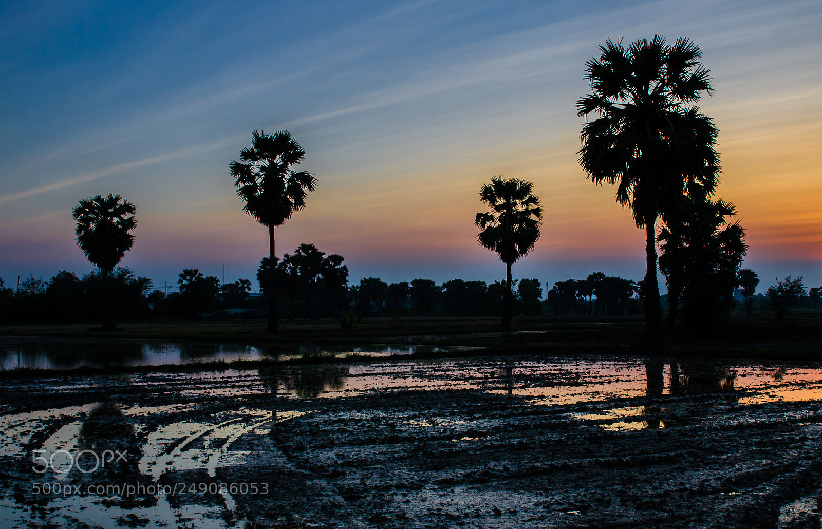 Nikon D7000 sample photo. Silhouette of sugar palm photography